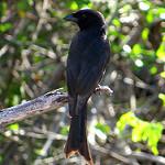 Aldabra Drongo / Dicrurus aldabranus