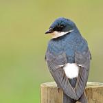 Белопоясничная ласточка / Tachycineta leucorrhoa