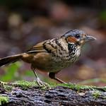Chestnut-eared Laughingthrush / Ianthocincla konkakinhensis