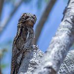 Исполинские козодои / Nyctibiidae фото