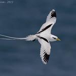 Белохвостый фаэтон / Phaethon lepturus
