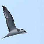 Masatierra Petrel / Pterodroma defilippiana
