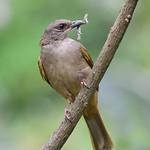 Olive Bulbul / Iole viridescens