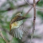 Brown Thornbill / Acanthiza pusilla