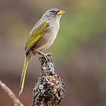Serra Finch / Embernagra longicauda