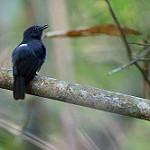 Bluish-slate Antshrike / Thamnomanes schistogynus