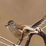 Plain-mantled Tit-Spinetail / Leptasthenura aegithaloides