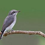 Ланкийский личинколов / Tephrodornis affinis