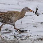 Пастушковые / Rallidae фото