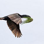 Stewart Island Shag / Leucocarbo chalconotus
