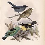 Viridian Dacnis / Dacnis viguieri