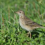 Степной конёк / Anthus richardi