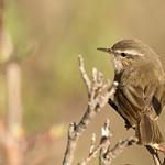 Smoky Warbler / Phylloscopus fuligiventer