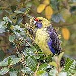 Желтобрюхая розелла / Platycercus caledonicus