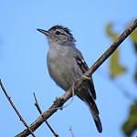 Caatinga Antwren / Radinopsyche sellowi