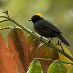 Tawny-crested Tanager / Tachyphonus delatrii