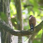 Пятнистохвостый перепелятник / Tachyspiza trinotata