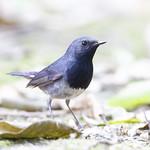 Blackthroat / Calliope obscura