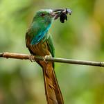 Blue-bearded Bee-eater / Nyctyornis athertoni