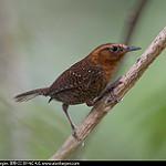 Rufous-browed Wren / Troglodytes rufociliatus