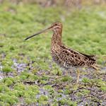 Длинноклювый бекас / Gallinago nobilis