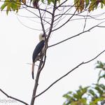 Минданаоский калао / Penelopides affinis