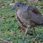 Чернохохлая кваква / Gorsachius melanolophus