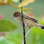 Пёстрая цистикола / Cisticola natalensis