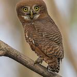 Jungle Owlet / Glaucidium radiatum