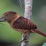 Barred Puffbird / Nystalus radiatus