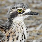 Авдотковые / Burhinidae фото