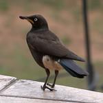 Белогузый спрео / Lamprotornis bicolor