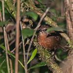 Brown Emutail / Bradypterus brunneus
