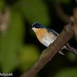 Palawan Blue Flycatcher / Cyornis lemprieri