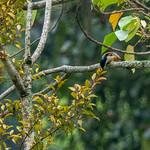 Black-headed Shrike-babbler / Pteruthius rufiventer