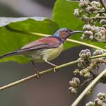 Red-throated Sunbird / Anthreptes rhodolaemus
