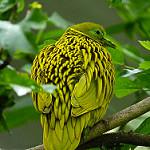 Золотой фруктовый голубь / Ptilinopus luteovirens