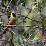Golden-collared Tanager / Iridosornis jelskii