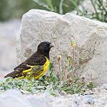 Yellow-rumped Siskin / Spinus uropygialis