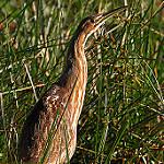 Лесная выпь / Zonerodius heliosylus