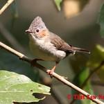 Красноухая юхина / Staphida castaniceps