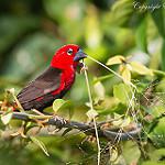 Чернобрюхий толстоклюв / Pyrenestes ostrinus