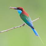 Blue-throated Bee-eater / Merops viridis