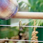 Purple-collared Woodstar / Myrtis fanny