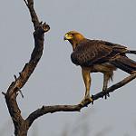Indian Spotted Eagle / Clanga hastata