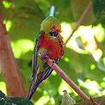 Златошапочная аратинга / Aratinga auricapillus