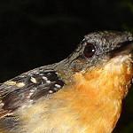 Southern Chestnut-tailed Antbird / Sciaphylax hemimelaena