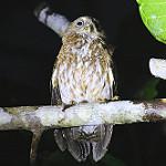 Минданаоская иглоногая сова / Ninox spilocephala