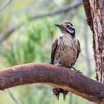Мексиканский дятел / Leuconotopicus stricklandi