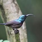 Loten's Sunbird / Cinnyris lotenius